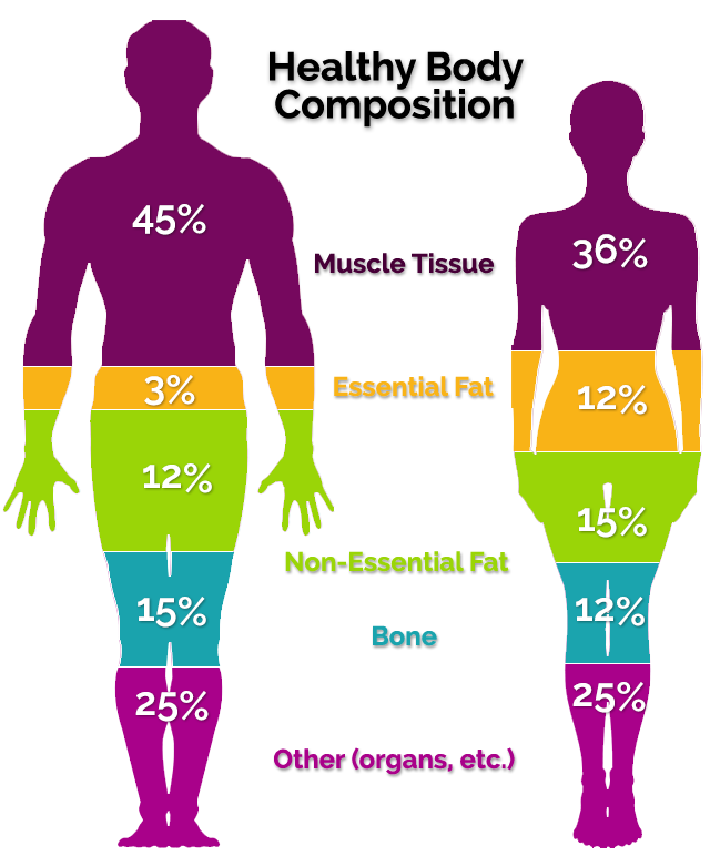 body-composition